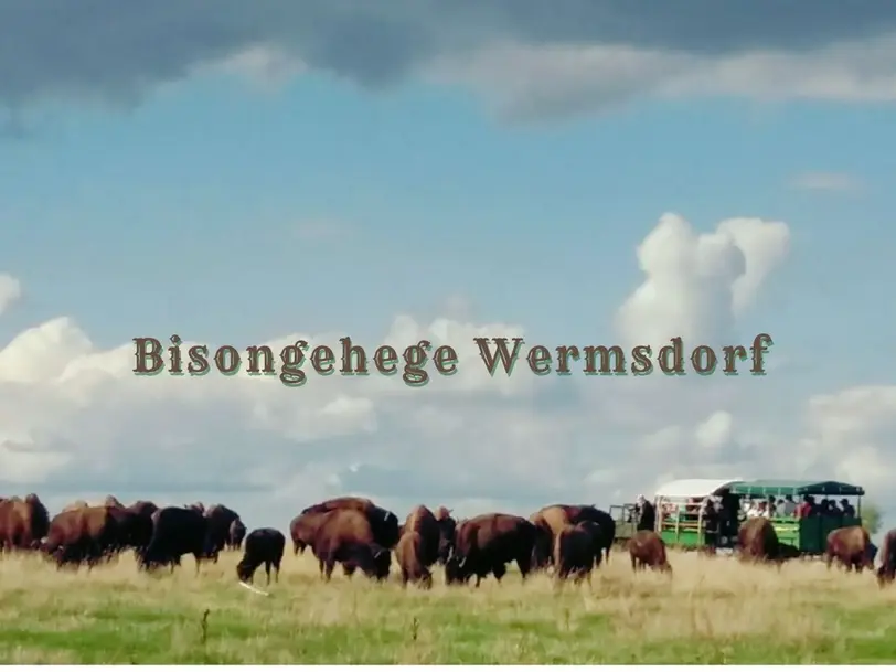 Bisongehege Wermsdorf in Wermsdorf